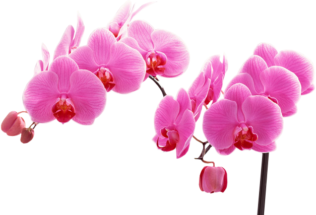 branche d'orchidées fuschia